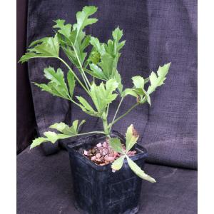 Cussonia paniculata 5-inch pots