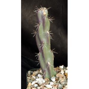 Cylindropuntia imbricata (double flowers) 5-inch pots