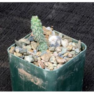 Cylindropuntia anteojoensis 3-inch pots