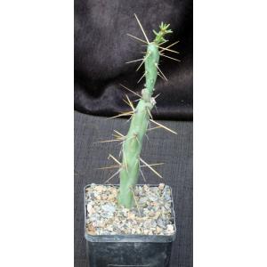 Cylindropuntia molesta 5-inch pots