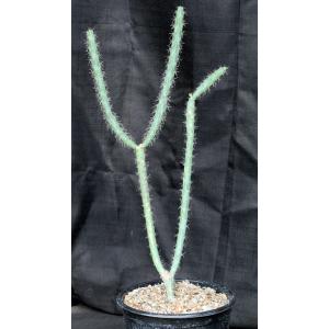 Cylindropuntia versicolor (yellow) 2-gallon pots