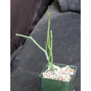 Cynanchum macrolobum 4-inch pots