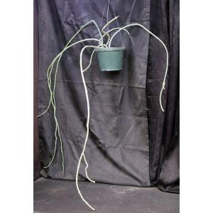 Cynanchum perrieri 10-inch pots