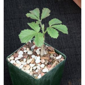 Cyphostemma hardyi 4-inch pots