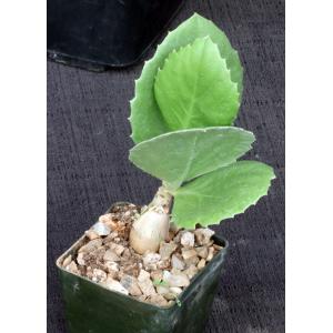 Cyphostemma juttae 3-inch pots