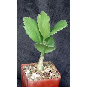 Cyphostemma juttae 4-inch pots