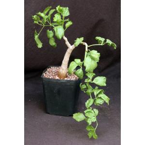 Cyphostemma quinatum one-gallon pots