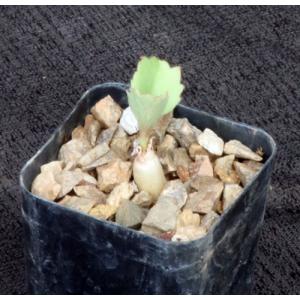 Cyphostemma seitziana 2-inch pots