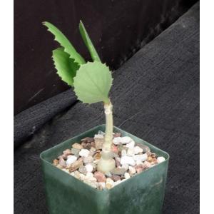 Cyphostemma seitziana 4-inch pots