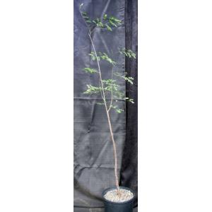 Delonix decaryi 2-gallon pots