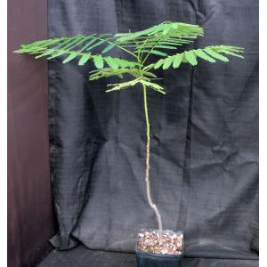 Delonix regia one-gallon pots