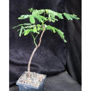 Delonix velutina 5-inch pots