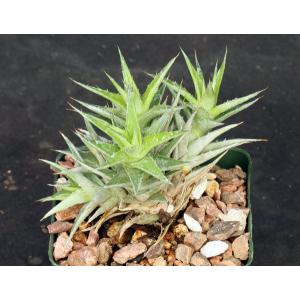 Deuterocohnia lorentziana 4-inch pots