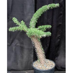 Didierea trollii 2-gallon pots