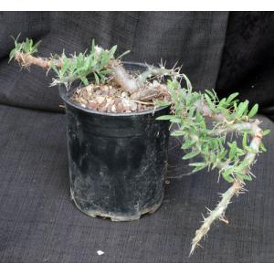 Didierea trollii one-gallon pots