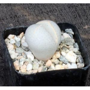 Dinteranthus wilmotianus 2-inch pots
