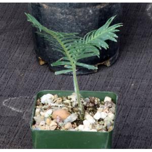 Dioon edule 4-inch pots