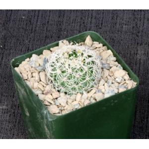 Discocactus araneispinus 4-inch pots