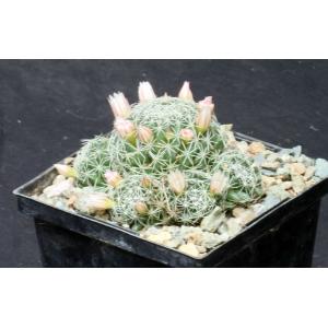 Dolichothele albescens 5-inch pots