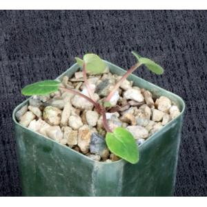 Dorstenia brasiliensis 2-inch pots