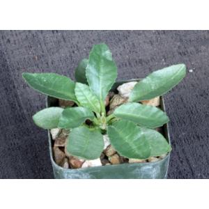 Dorstenia buchananii var. longipedunculata 2-inch pots
