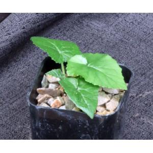 Dorstenia contrajerva 2-inch pots
