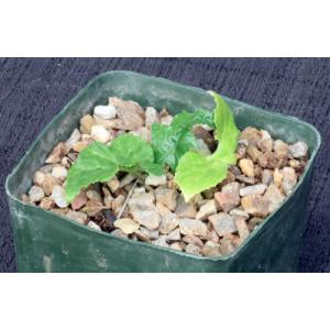 Dorstenia contrajerva 5-inch pots