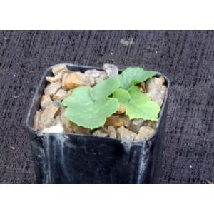 Dorstenia drakena 2-inch pots