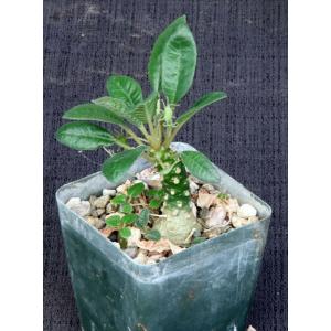 Dorstenia foetida 4-inch pots