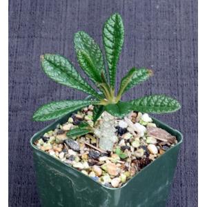 Dorstenia gigas 4-inch pots
