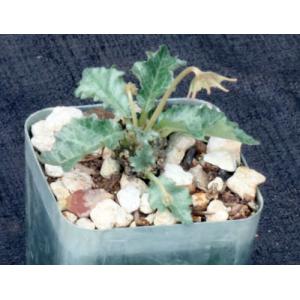 Dorstenia horwoodii 2-inch pots