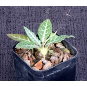 Dorstenia crispa var. lancifolia 2-inch pots