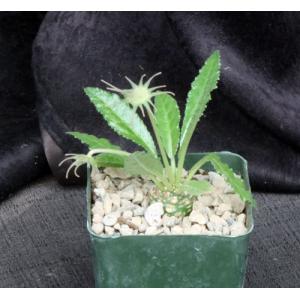 Dorstenia lavranii (L&H 10352)4-inch pots