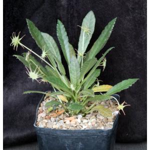 Dorstenia lavranii (L&H 10352) one-gallon pots