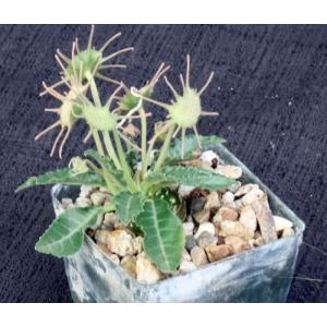 Dorstenia sp. B&L 751 3-inch pots