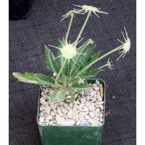 Dorstenia horwoodii 4-inch pots