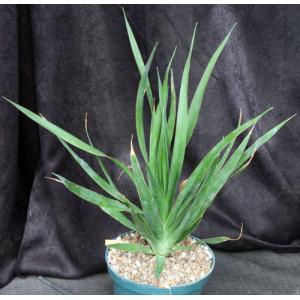 Dracaena draco 8-inch pots
