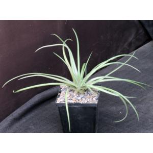 Dyckia choristaminea 5-inch pots