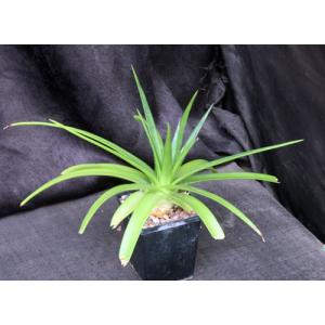 Dyckia cv Naked Lady 5-inch pots
