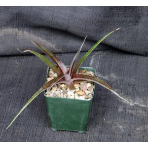 Dyckia cv Red Devil 4-inch pots