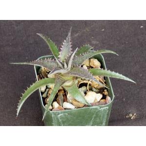 Dyckia cv Deep Purple & Silver 2-inch pots