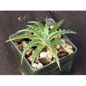 Dyckia fosteriana 3-inch pots