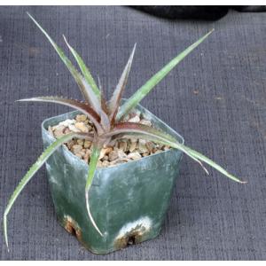 Dyckia cv Red Devil one-gallon pots