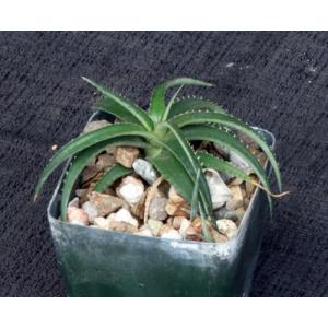 Dyckia remotiflora 3-inch pots