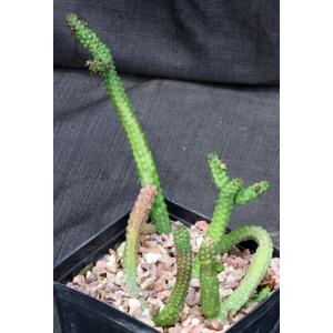 Echidnopsis dammanniana one-gallon pots