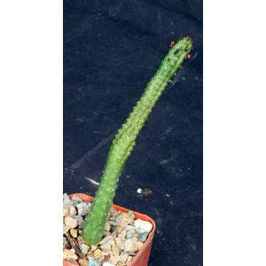 Echidnopsis dammanniana 3-inch pots