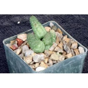 Echidnopsis nubica 3-inch pots