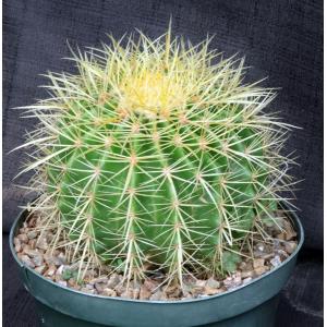 Echinocactus grusonii 8-inch pots