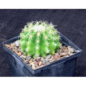 Echinocactus grusonii var. brevispinus (green) 5-inch pots