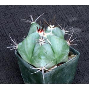 Echinocactus platyacanthus 3-inch pots